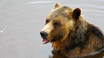 grizzli assis dans l'eau, mammifère de la nature sauvage, gros plan à l'extérieur video