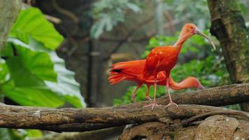 Several beautiful red ibis fighting for food. Scarlet Ibis