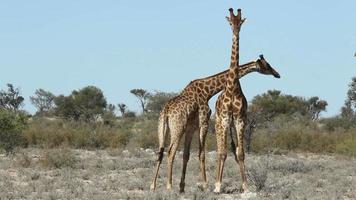 Fighting giraffes video