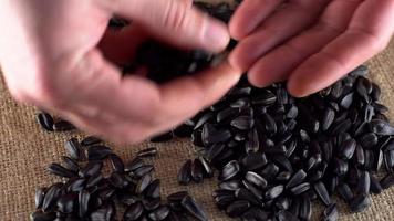 closeup de homem colhendo sementes de girassol