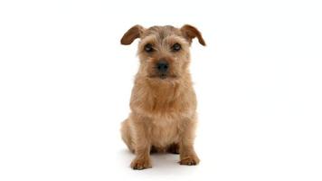 Norfolk Terrier dog, 4K video