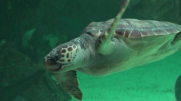 Meeresschildkröte, die im Aquarium schwimmt