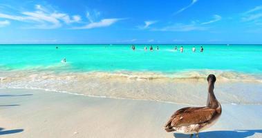 4k wilder Pelikan auf tropischem weißem Sandstrand, türkisfarbenes Wasser im Hintergrund