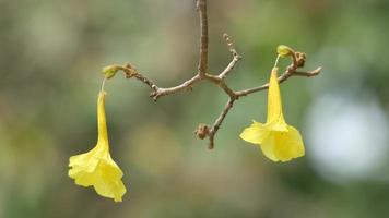 flores de trombeta douradas na fase de senescência