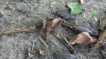 zeeschildpadden die uit nest op zandstrand uitkomen. trinidad, trinidad en tobago video