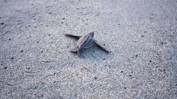 Les nouveau-nés de tortues luth descendent de la plage à la mer, Trinité, Trinité-et-Tobago