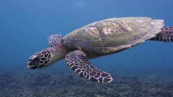 havssköldpadda video