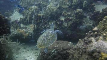 Meeresschildkröte video
