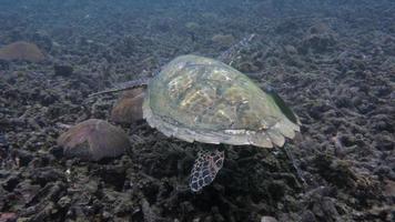 havssköldpadda video