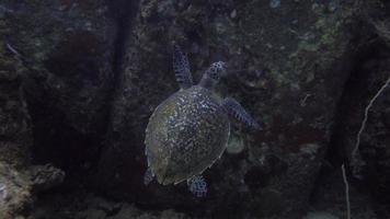 tartaruga di mare video