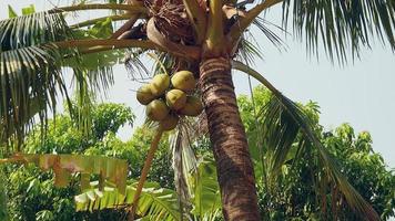 cacho de coco trazido com segurança de uma palmeira video