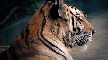 tijger gromt en gaapt in mooi middaglicht video