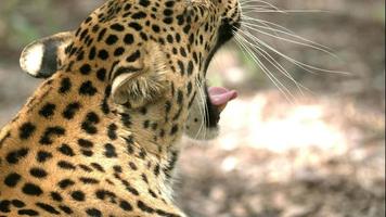 leopardo che sbadiglia al rallentatore