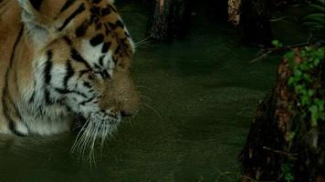 Bengaalse tijger spelen in water in slow motion video