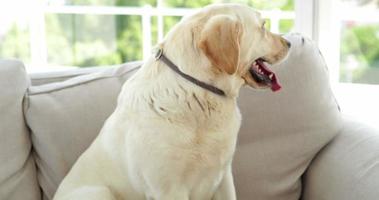 niedlicher Labradorhund, der auf der Couch sitzt video