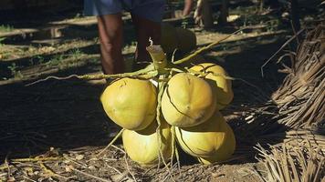 El hombre cortando los tallos de un montón de cocos con su hacha