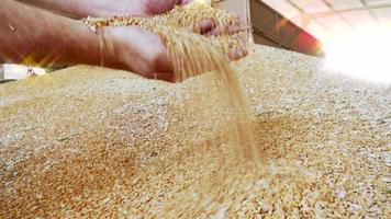 Pouring a Beautiful Golden Wheat