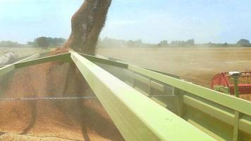 colheita de trigo em um campo ensolarado video