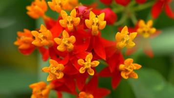 macro de variação de flores espanholas close up video