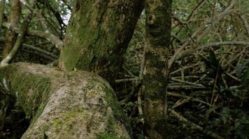 Hormigas cortadoras de hojas en el parque nacional Cahuita 02