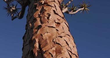 4k gros plan panoramique du tronc d'arbre carquois / kokerboom video