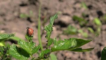 Spraying Insecticide on Potato Beetle Bugs Larvas