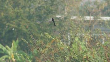 Black drongo relax on the mimosa video