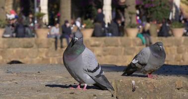 dia de sol barcelona guell park pigeon 4k espanha