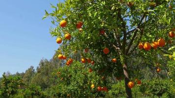 fruta de naranja en la rama del árbol, temporada de primavera, día soleado