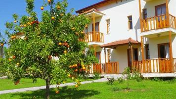 Orange fruit at branch of tree, spring season, sunny day