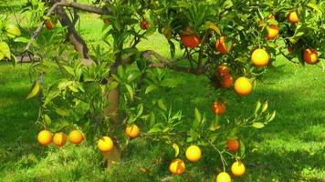 Orange fruit at branch of tree, spring season, sunny day