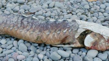 salmão morto encontra-se na margem do Lago Ontário. outono