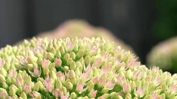 Macro close up of fly walking on tiny Sedum flower as it moves in the wind