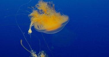 4k medusas nada con fondo de agua azul video