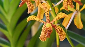gold tiger orchid
