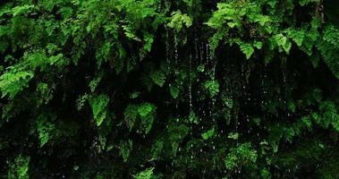 regndroppar faller av frodiga gröna ormbunkar i djungeln