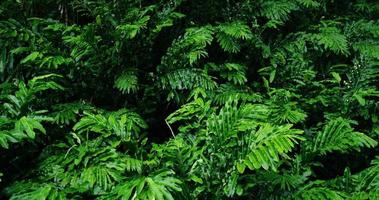 vackra gröna blad som blåser i vinden i tropisk djungel regnskog i maui, hawaii