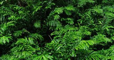 belle foglie verdi al vento nella giungla tropicale foresta pluviale a Maui, Hawaii