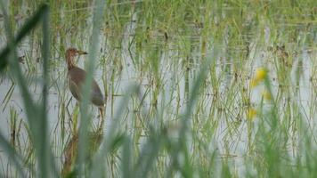 heron in the paddy field