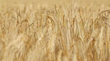 close-up de uma palha de trigo madura video