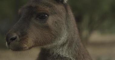 cangurus - marsupial australiano nativo video
