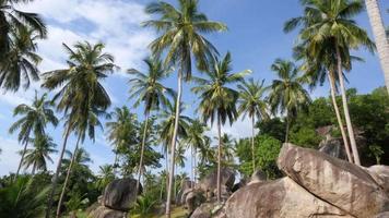 Coconut Trees - koh tao