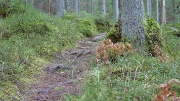 Dolly shot que revela una ruta de senderismo en el bosque de coníferas