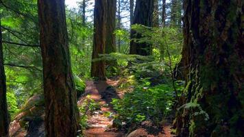 cederbomen en mos en nationaal park Pacific Rain Forest, lenteseizoen video