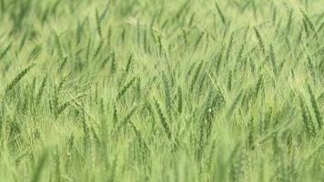 Close-up of a green wheat field video