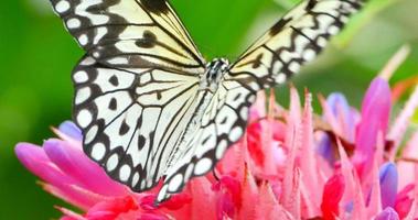 farfalla che beve dal fiore tropicale, primo piano a macroistruzione
