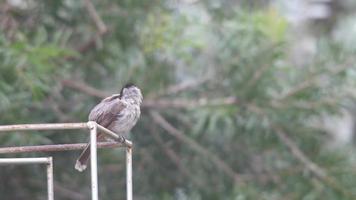Red-whiskered bulbul clean itself after rain video