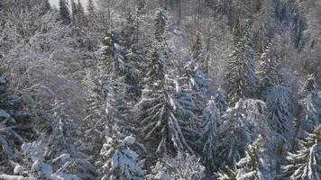4k antenn: avslöjar ett vinterberg med granträd i förgrunden