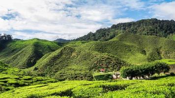 Zeitraffer der sich bewegenden Wolke über der Teeplantage video