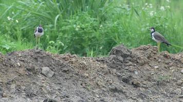 pair of red-wattled lapwing bird on the soil pile in the field
